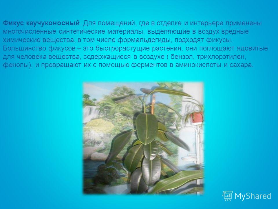 Растение поглощающее кислород. Фикус каучуконосный Родина растения. Родина фикуса каучуконосного комнатного растения. Фикус каучуконосный Родина происхождения. Фикусы поглощающие вредные вещества.