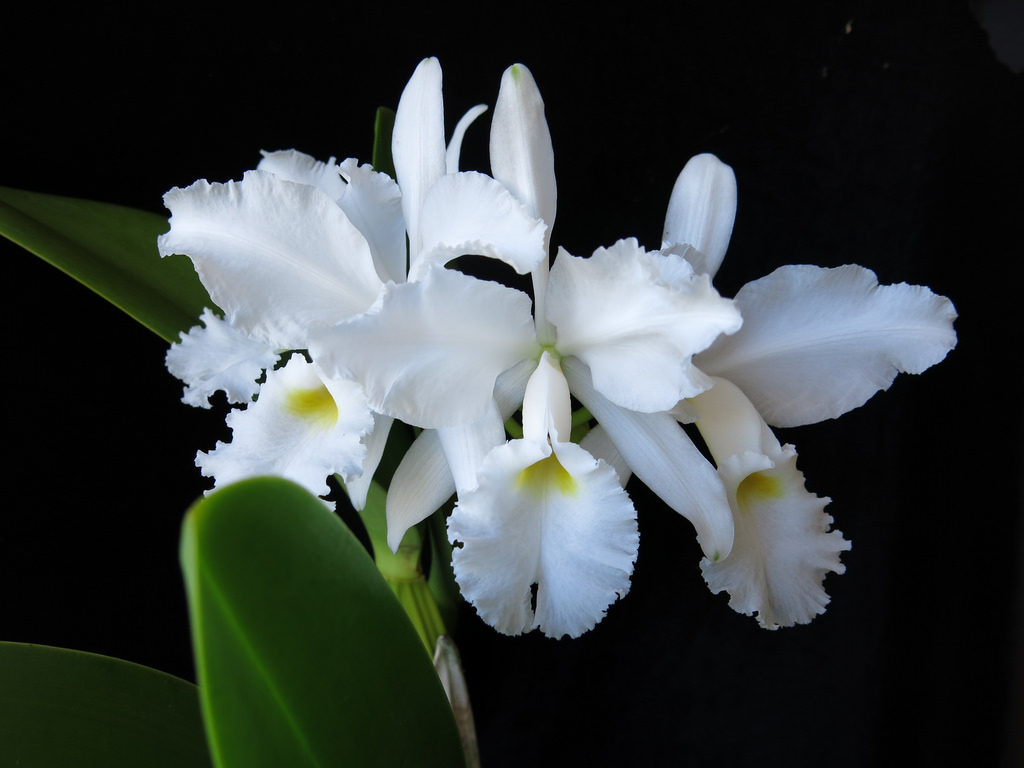 Каттлея. Орхидея Каттлея белая. Каттлея белая цветок. Каттлея двулистная. Орхидея Каттлея BLC Mishima Monarch Blumeninsel.