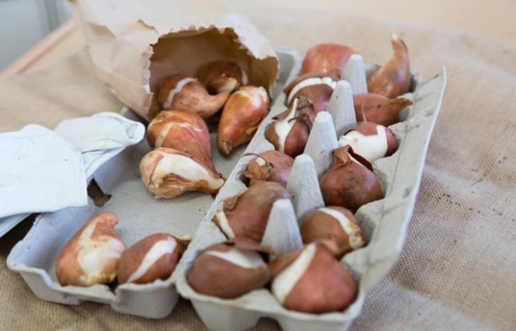 выкопка георгинов зимой