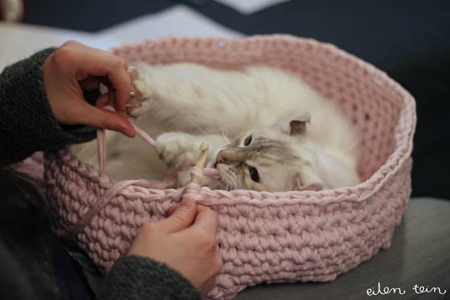 Crocheted kitty basket
