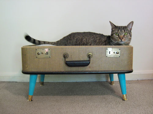 Suitcase kitty bed