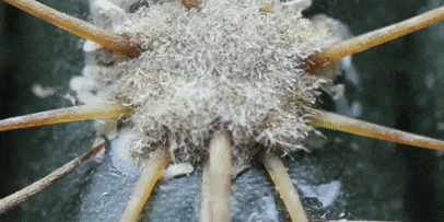 Как ухаживать за кактусом: Щитовка