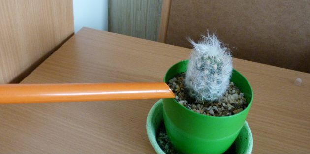 Как ухаживать за кактусом: Верхний полив