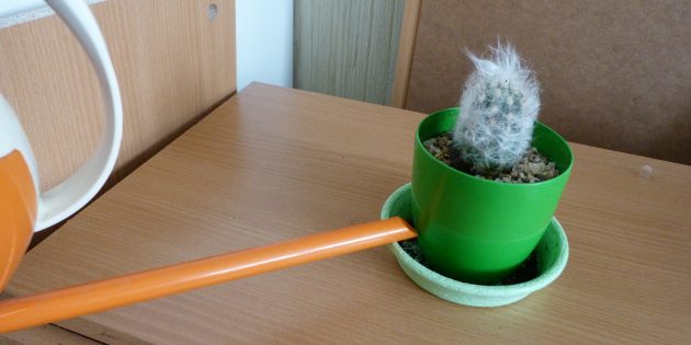 Как ухаживать за кактусом: Нижний полив
