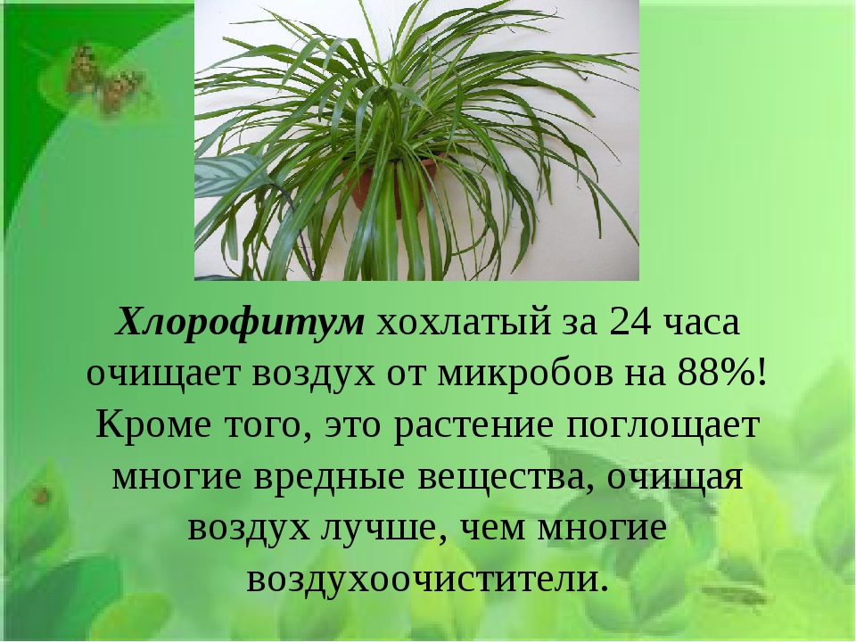 Растения поглощающие. Хлорофитум очищает воздух. Комнатный цветок поглощающий запахи. Комнатные растения поглощающие вредные. Хлорофитум очищает.