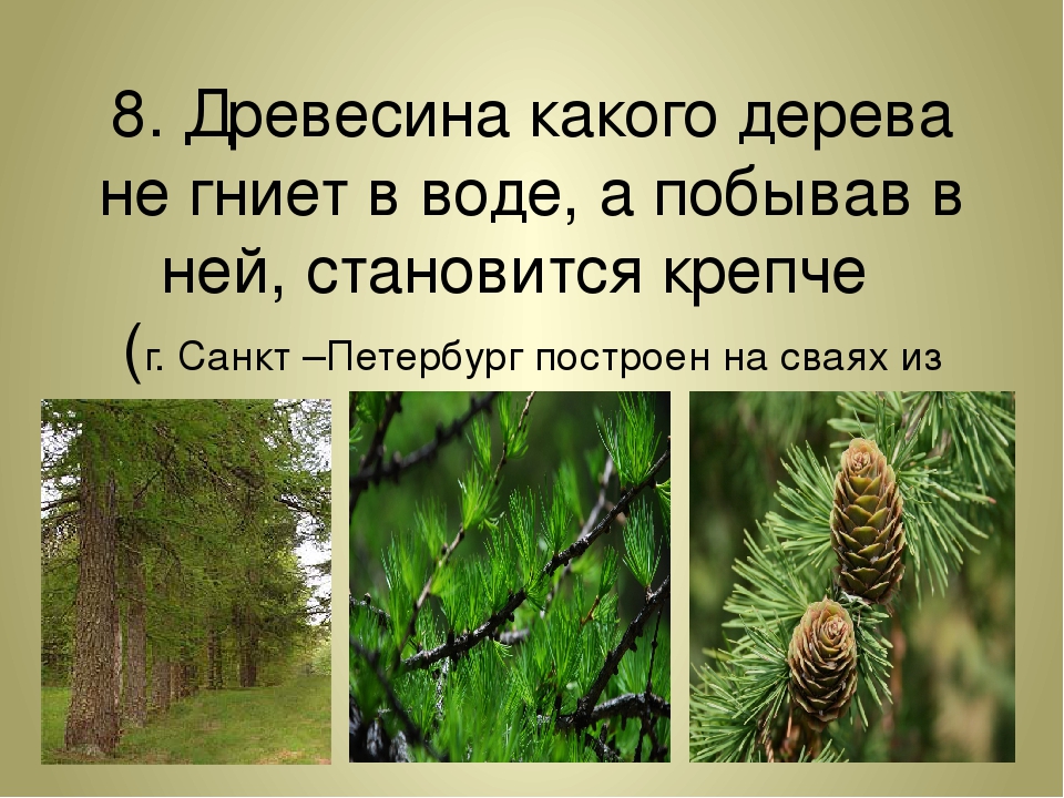 Какое дерево нельзя. Какое дерево не гниет. Древесина какого дерева не гниет. Дерево которое не гниет в воде. Хвойные деревья которое не гниют.