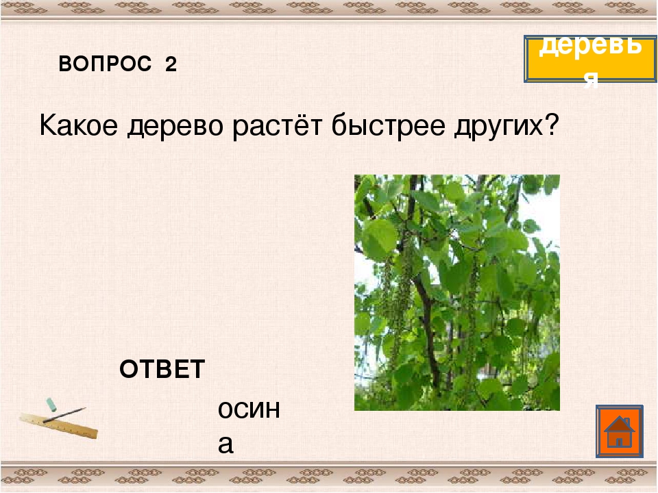 Какое дерево нельзя. Какие деревья быстро растут. Какое дерево быстро растет. Какие деревья растут быстрее всех. Какое дерево растет быстрее всех.