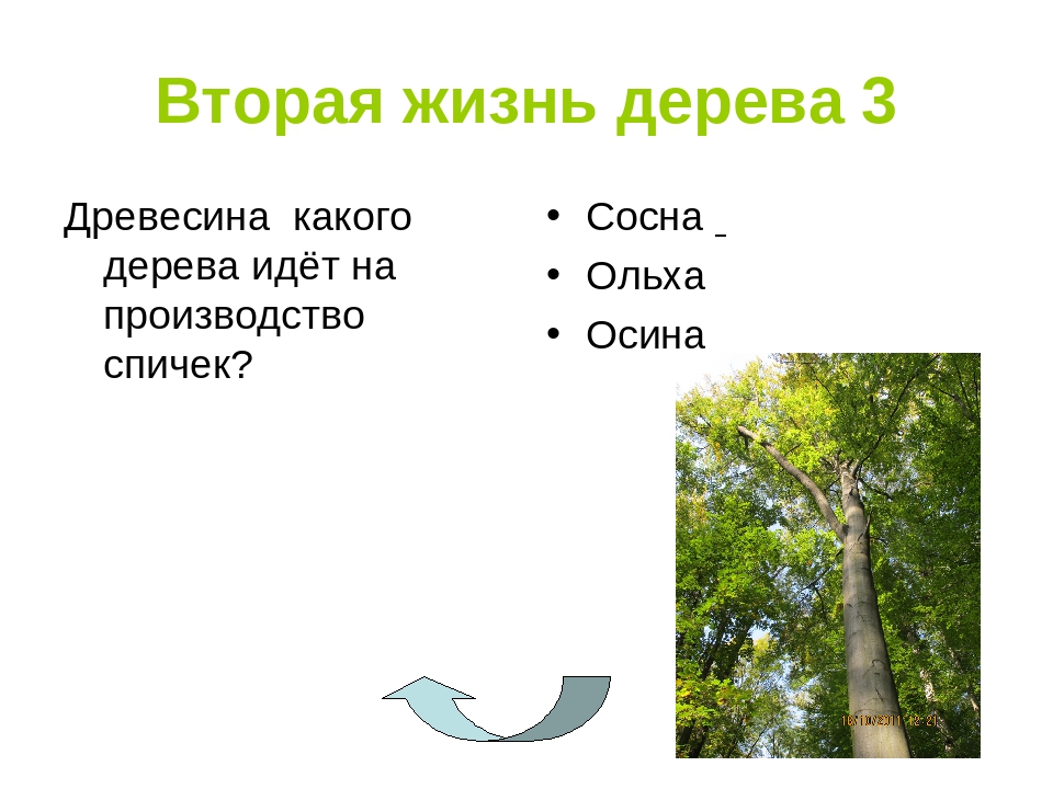 Какое дерево идет речь. Древесина этого дерева идет на изготовление спичек. Какое дерево идет на спички. Леса какие сосна прописи. Иду по дереву.