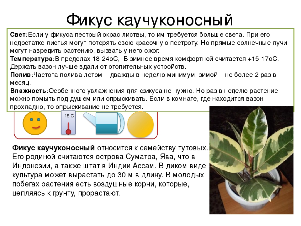 Фикус условия ухода. Паспорт комнатных растений фикус каучуковый. Фикус каучуконосный паспорт растения. Фикус паспорт растения для детского сада. Паспорт растения фикус Бенджамина.