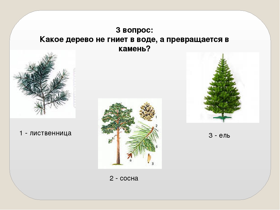 Какое дерево вода. Какое дерево не гниет в воде. Древесина какого дерева не гниет. Хвойные деревья которое не гниют. Древесина какого дерева не гниет в воде.