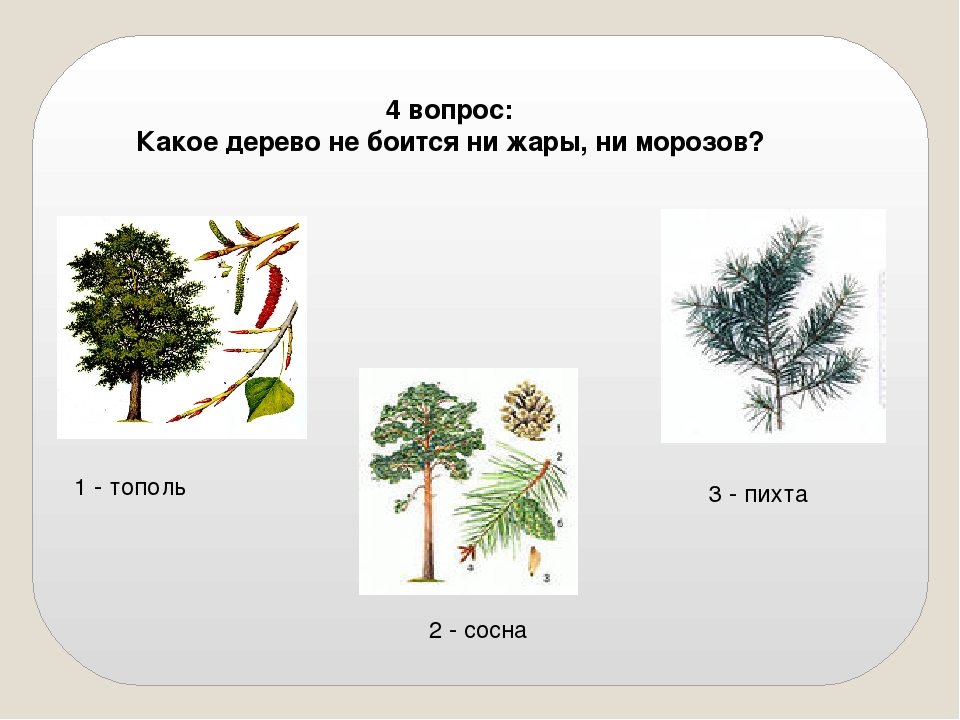 Год какого дерева. Какое дерево не боится Морозов?. Дерево боится. Какое дерево не боится ни жары ни Мороза Тополь сосна пихта. Сосна Тополь синонимы.