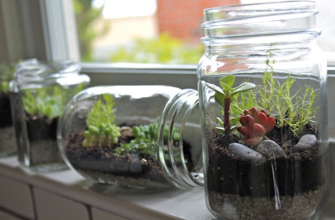 Your own mini garden - indoors!