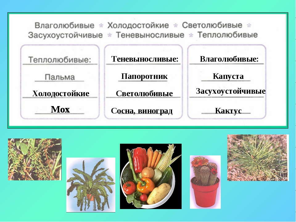 Распределите по группам характеристики светолюбивых тенелюбивых растений. Холодостойкие растения. Тепло лубиаые и холодостоцкие растения. Теплолюбивые и морозоустойчивые растения. Какие растения холодостойкие.