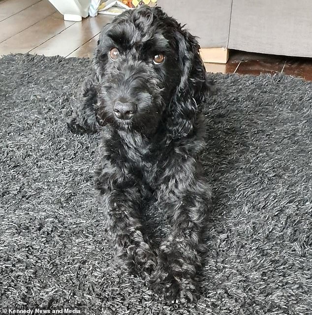 The poor pooch matches the luxurious rug so well that nurse Vicky and her family regularly lose track of him and accidentally trip over or step on him