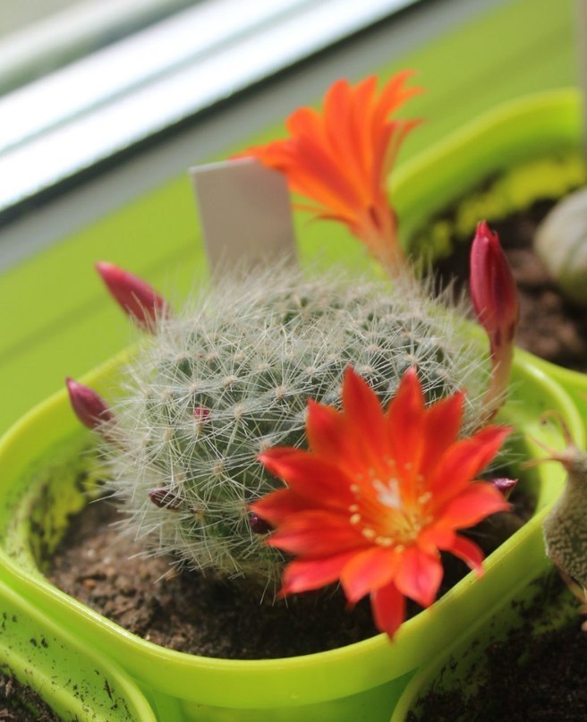 Как выращивать кактусы в домашних условиях