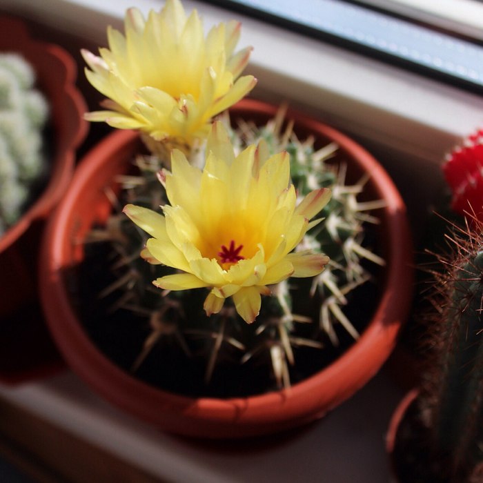 Как выращивать кактусы в домашних условиях