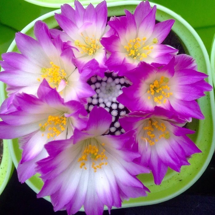 Как выращивать кактусы в домашних условиях