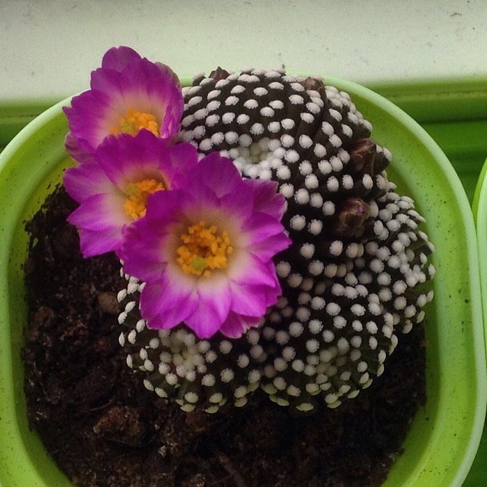 Как выращивать кактусы в домашних условиях