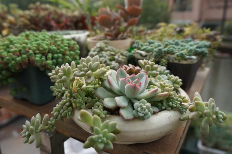 Общая информация - Суккуленты