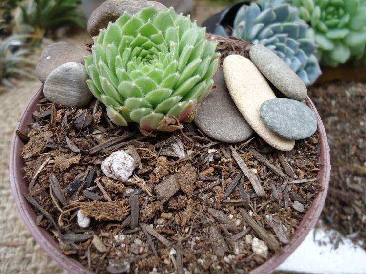 Свет - Уход за суккулентами