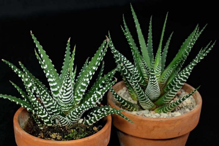 Суккуленты - фото