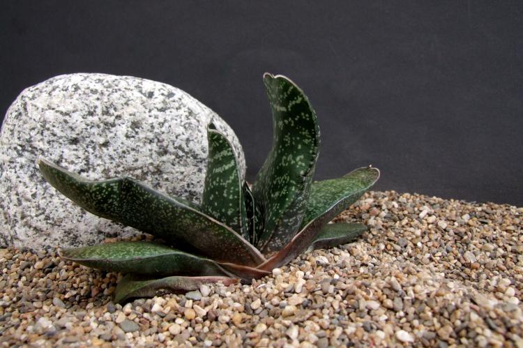 Суккуленты - фото