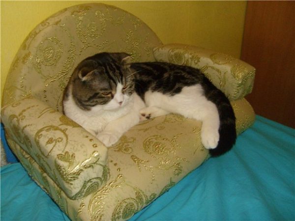 Самодельный диван из мебельной ткани с округлой спинкой и прямоугольными подлокотниками без подставки, на котором лежит кот