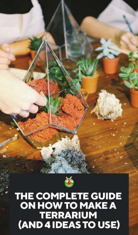 make a terrarium