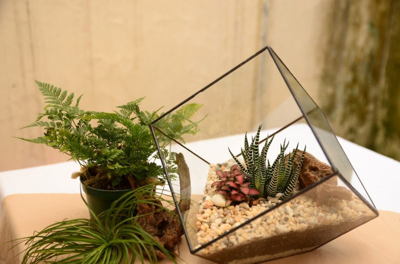 Terrarium