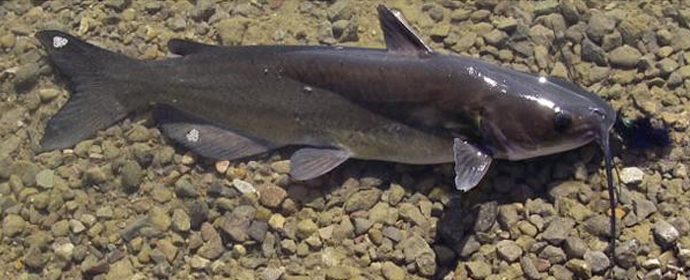 Канальный сом.jpg