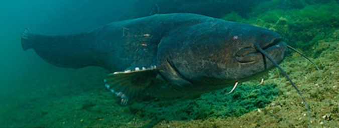 Обыкновенный сом.jpg