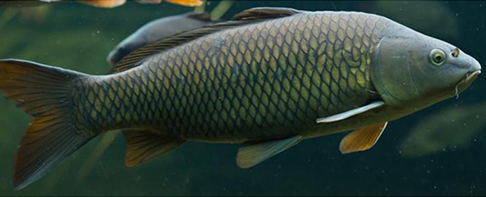 Карп.jpg