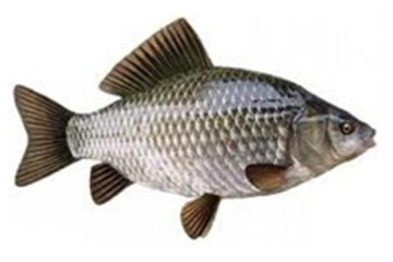 Серебряный карась.jpg