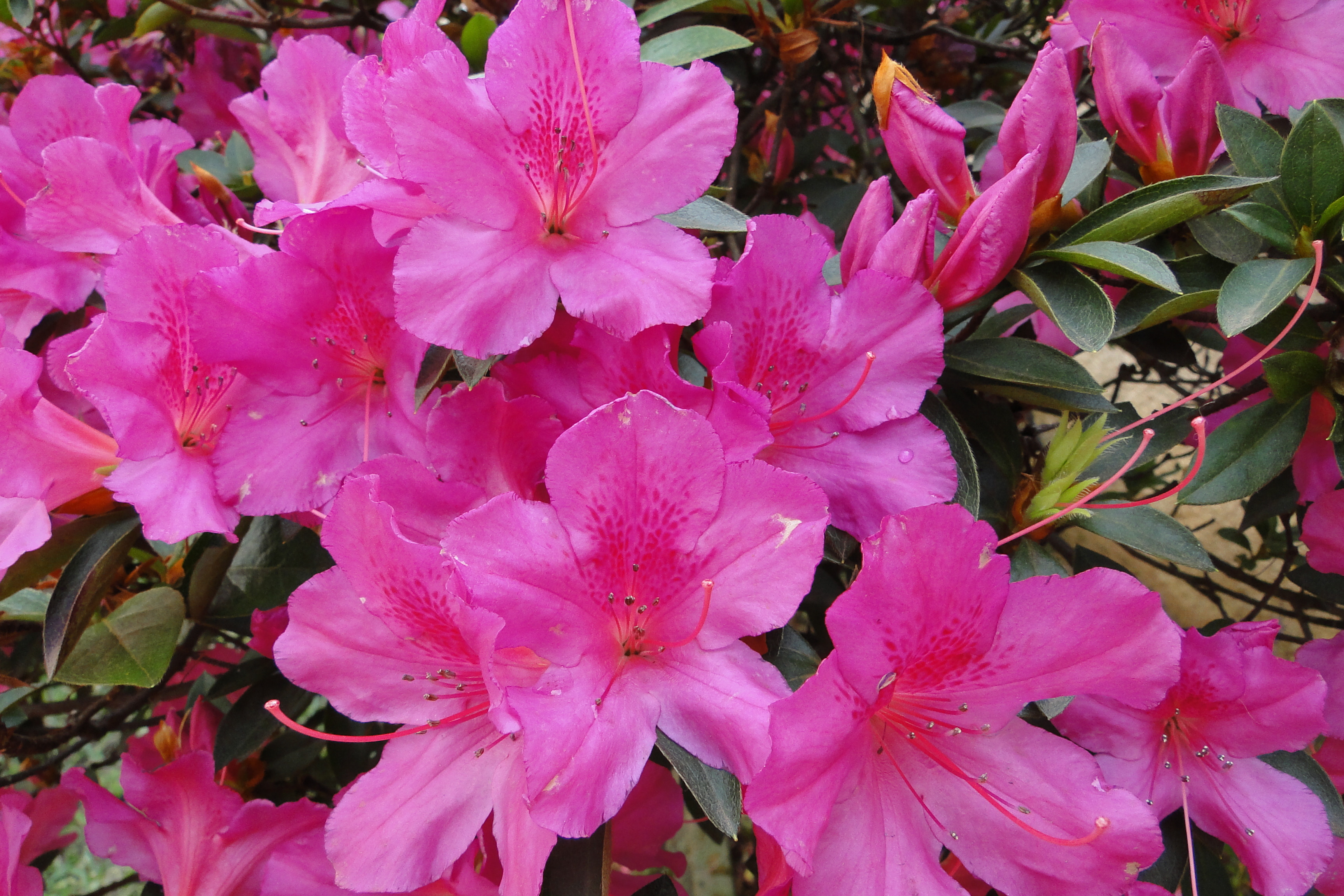 Азалии фото. Азалия рододендрон. Азалия (рододендрон) (Azalea). Азалия рододендрон симса. Рододендрон (Азалия японская) Кенигштайн.