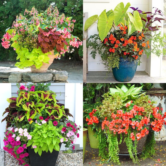 colorful and easy care shade loving plants in pots