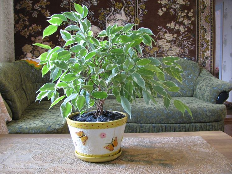 Ficus benjamin in vaso
