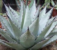 Agave parryi var. neomexicana is a dramatic specimen, the foliage is wide and heavily armed with dark tipped spines.