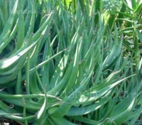 Aloe castanea is one of the larger ‘shrub’ aloes available to the home gardener.