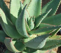 Aloe ferox, commonly known as The Cape Aloe is a distinctly handsome plant. 