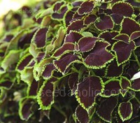 The prettiest and neatest Coleus to come along in quite a while, 