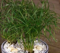 The Umbrella Plant is a very popular house plant and commonly grown as a marginal pond plant. 
