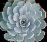Peacockii is an extraordinary Echeveria, seldom if ever, offered for sale and quite distinct from all other species.
