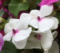 “Safari F2” is an excellent robust variety, producing free flowering plants in particularly brilliant colours including reds, pinks, purples and white.