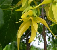 Ylang-Ylang which means 