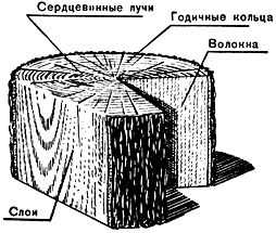 Сердцевинные лучи древесины. Сердцевинные лучи древесины дуба. Сердцевидные лучи древесины это. Сердцевинные лучи состоят из.